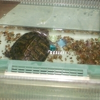 2004.10.21-animal day-008.JPG