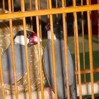 2004.10.21-animal day-024.JPG