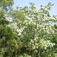 2004.05.03-Westlake-009.jpg