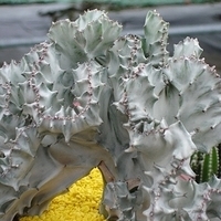 2005.03.01-066.JPG