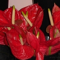 2005.02.24-005.jpg