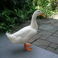 2006.04.11-067.JPG