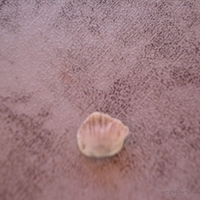 2006.11.26-013.JPG