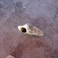 2006.11.26-014.JPG