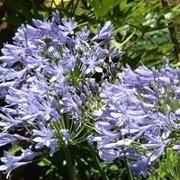 2007.07.06-life-002.JPG