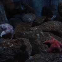 2007.07.04-Monterey Bay-016.JPG