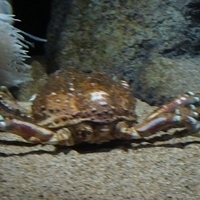 2007.07.04-Monterey Bay-018.JPG