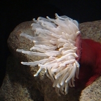 2007.07.04-Monterey Bay-019.JPG
