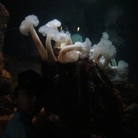 2007.07.04-Monterey Bay-020.JPG