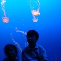 2007.07.04-Monterey Bay-054.JPG