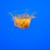 2007.07.04-Monterey Bay-058.JPG