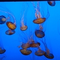 2007.07.04-Monterey Bay-061.JPG
