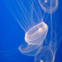 2007.07.04-Monterey Bay-062.JPG