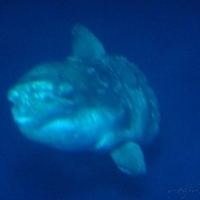 2007.07.04-Monterey Bay-064.JPG