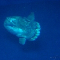 2007.07.04-Monterey Bay-065.JPG