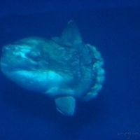 2007.07.04-Monterey Bay-066.JPG