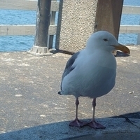2007.07.24-Santa Cruz-003.JPG