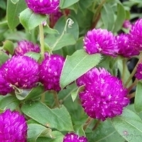 2007.06-052.JPG