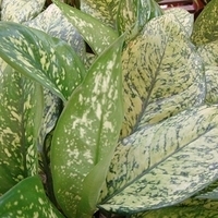 2007.06-055.JPG