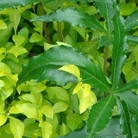 2007.06-057.JPG
