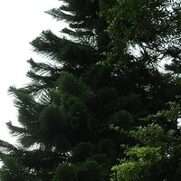 2007.06-088.JPG