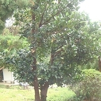 2007.11.30-070.JPG