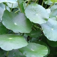 2007.08.01-016.JPG