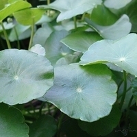 2007.08.01-017.JPG