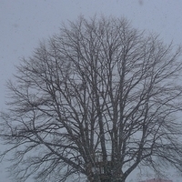 2008.12.26-002.JPG