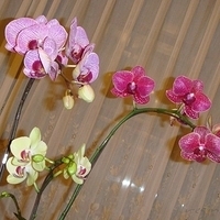 2008.01.17-001.JPG