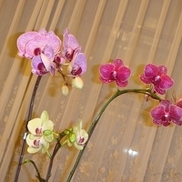 2008.01.17-002.JPG