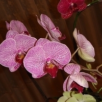 2008.01.17-006.JPG