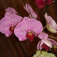 2008.01.17-007.JPG