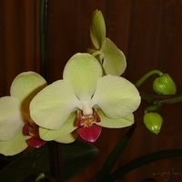 2008.01.17-008.JPG
