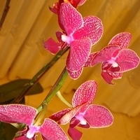 2008.01.17-010.JPG