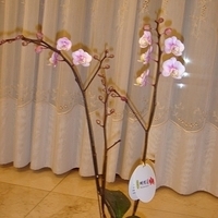 2008.01.17-011.JPG