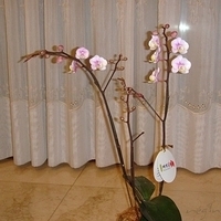 2008.01.17-012.JPG