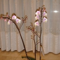 2008.01.17-015.JPG