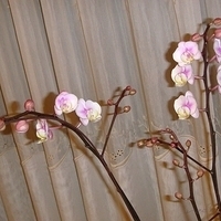 2008.01.17-017.JPG