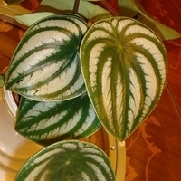 2008.01.17-019.JPG