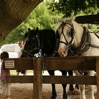2009.06.28-amish-003.JPG
