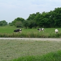 2009.06.28-amish-017.JPG
