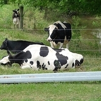 2009.06.28-amish-021.JPG