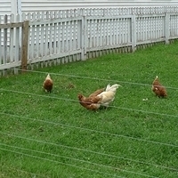 2009.06.28-amish-022.JPG