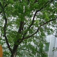 2009.06.13-025.JPG