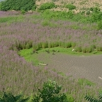 2009.07.16-docks-001.JPG