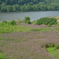 2009.07.16-docks-003.JPG
