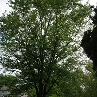 2009.06.12-auntie-007.JPG