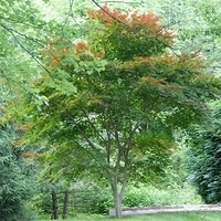 2009.06.12-auntie-015.JPG