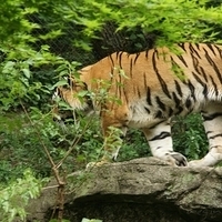 2009.07.03-zoo-005.JPG